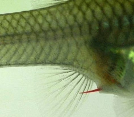 구피 질병 증상(백점병&amp;#44; 마우스펑기&amp;#44; 솔방울병 등)