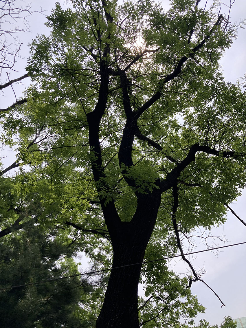 회화나무
