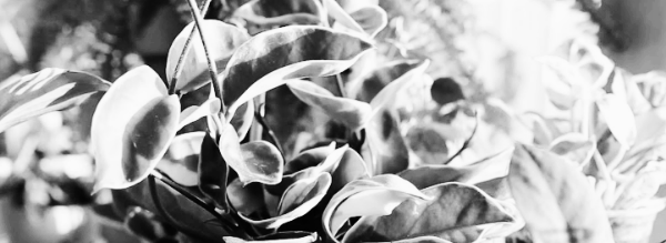 밝은 간접광 선호