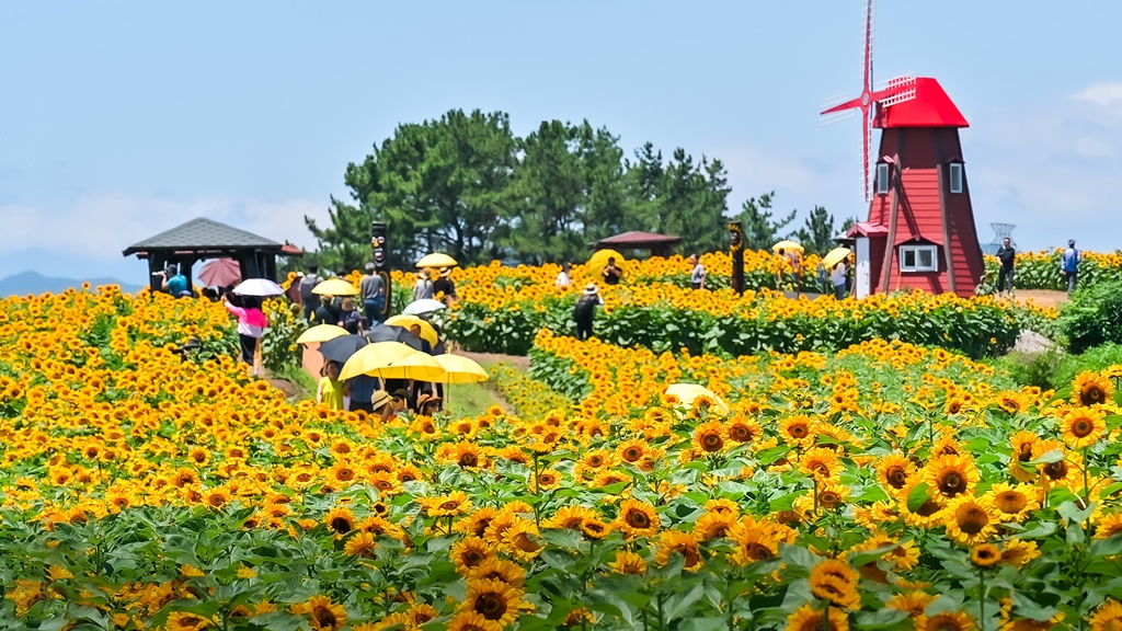 강주 해바라기1