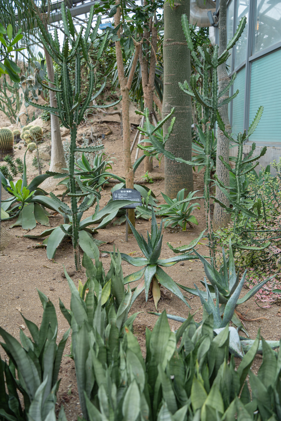 여미지 식물원 선인장 정원