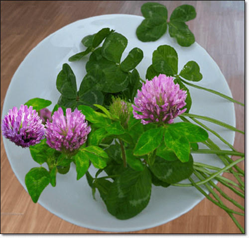 레드클로버 꽃과 잎