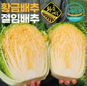 (공식판매처) 해썹인증 달고단단한 황금배추 해남 절임배추