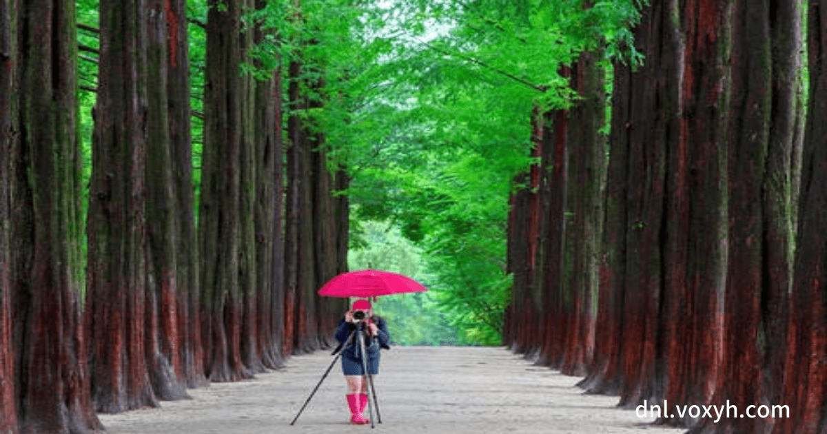 남이섬의 쭉 뻗은 수목