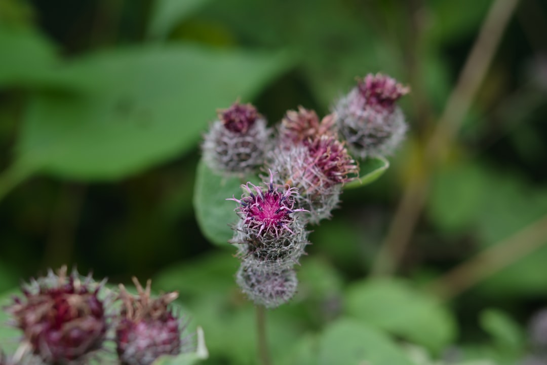 Burdock