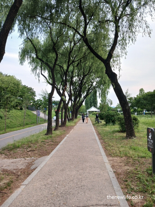People walking under willow trees on a quiet riverside trail, promoting melatonin production through natural light exposure.-버드나무 아래 강변 산책로를 걷는 사람들, 자연광 노출을 통한 멜라토닌 분비 유도 장면