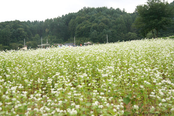2025 대한민국 숙박 세일 페스타, 평창여행 관련 사진