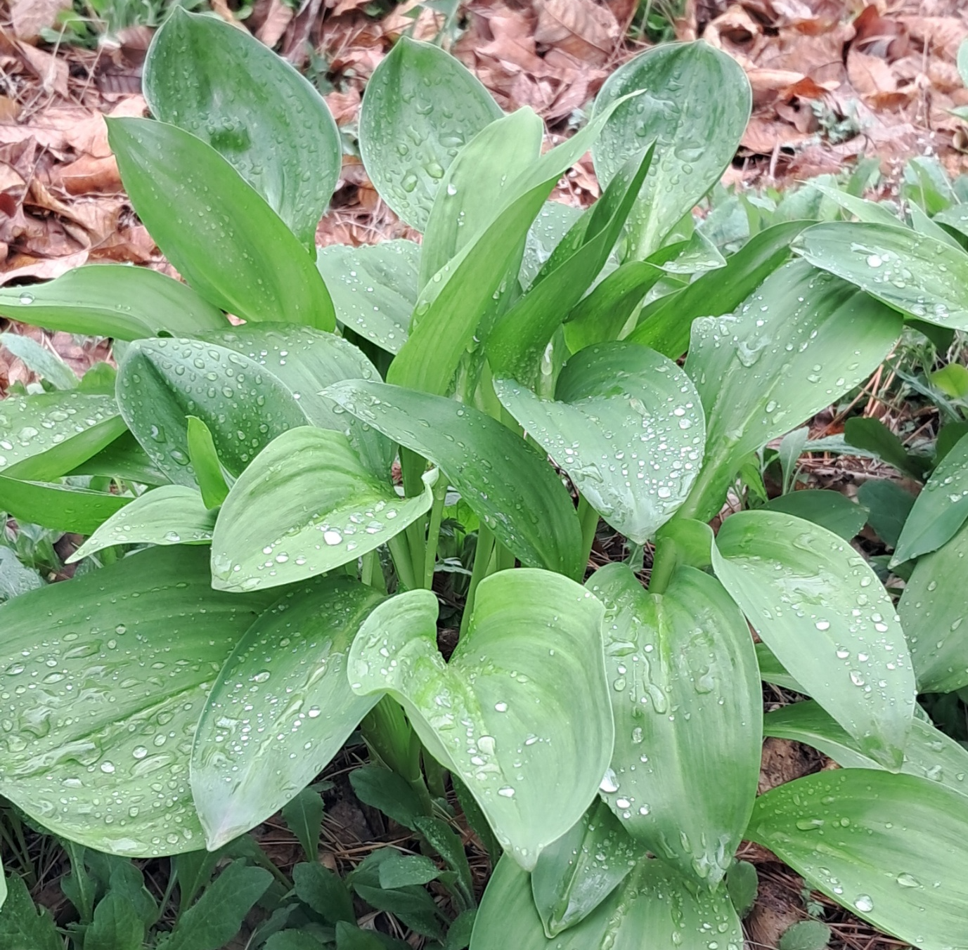 명이나물(산마늘)
