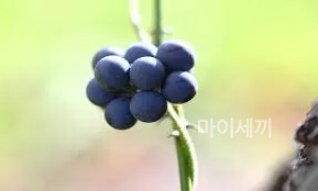댕댕이넝쿨