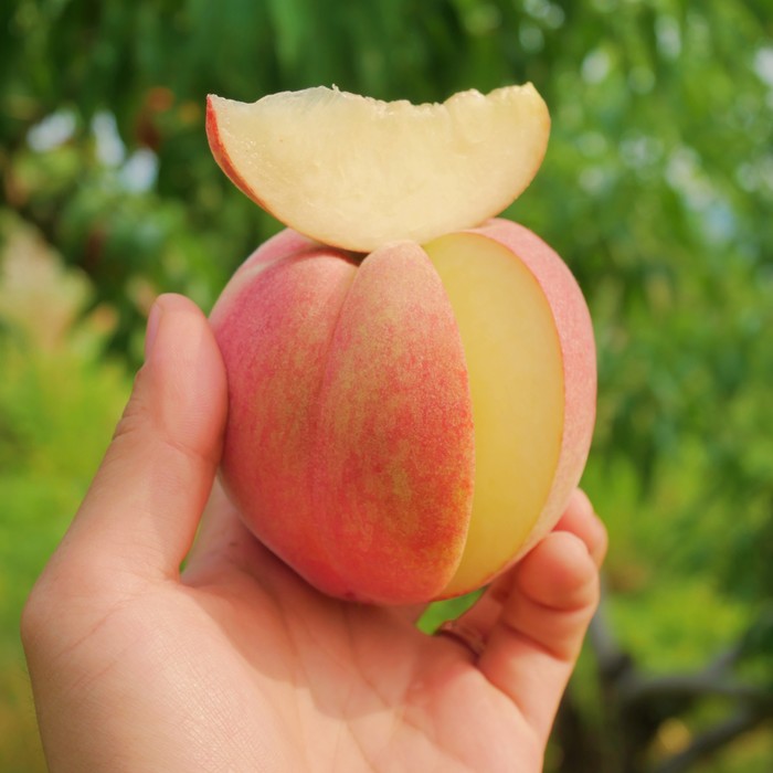 생방송투데이 복숭아