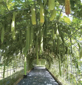 수세미 재배 덩굴 유인 통풍 관리 수확 건조_5