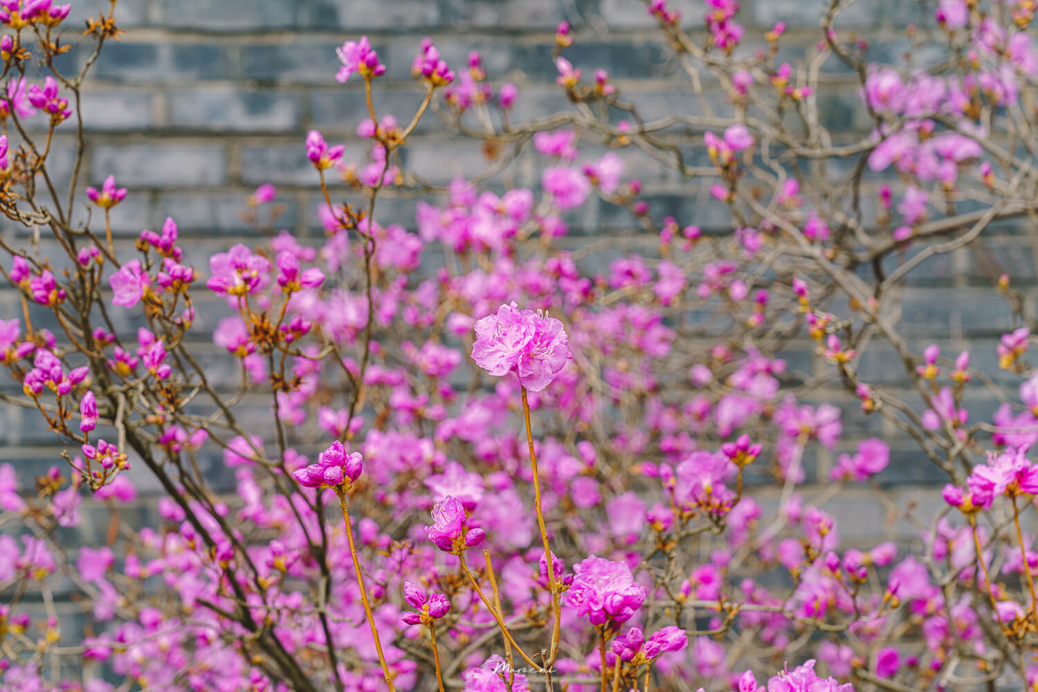 원미산 진달래축제