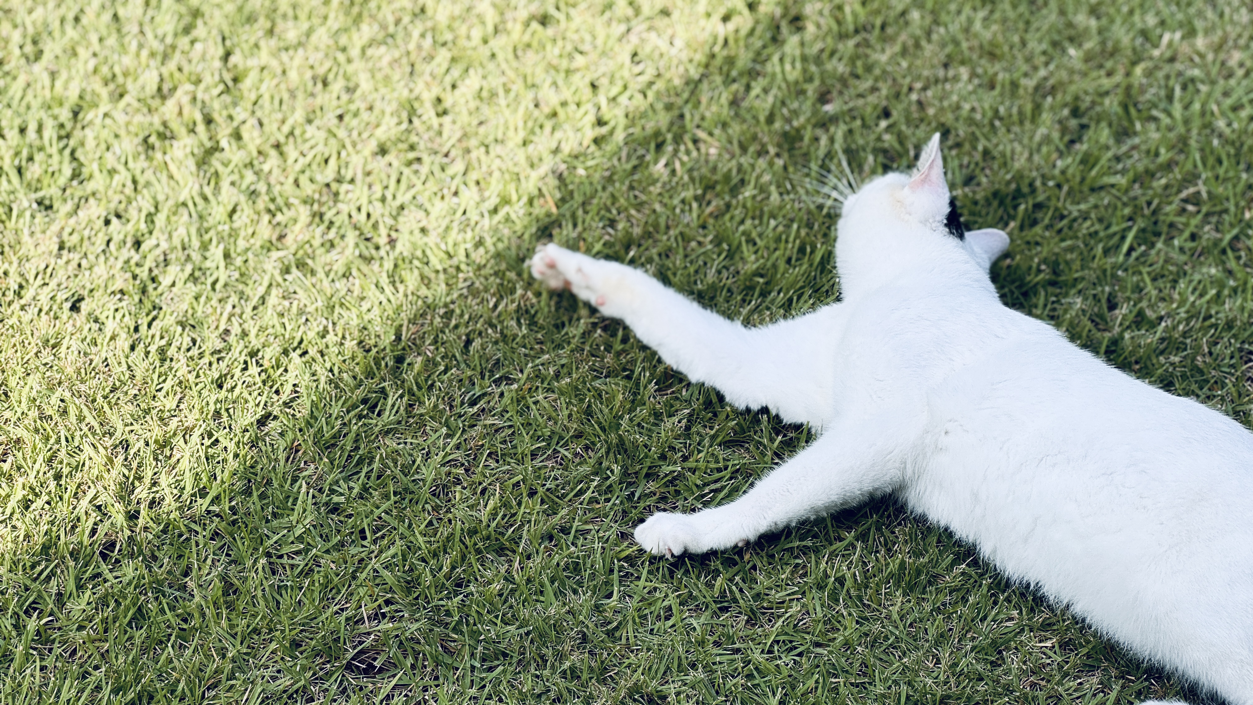 낮잠자는 고양이