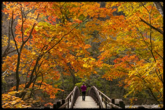 2024 가을, 국내 단풍 명소 추천: 절정 시기와 여행 팁까지 완벽 가이드