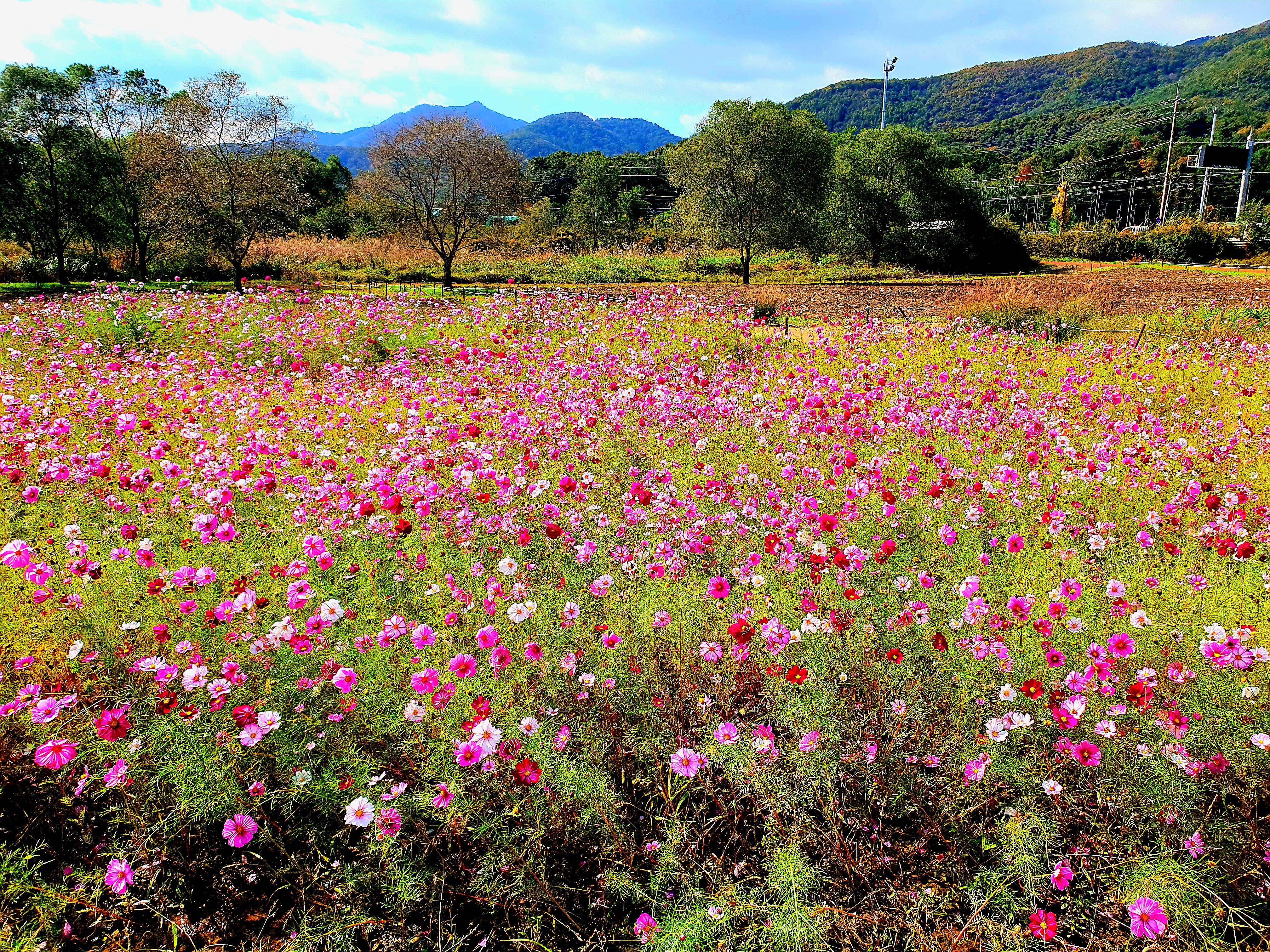 코스모스로-붉게-물든-들판입니다.