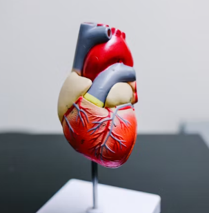 협심증 진단방법 치료법 합병증 예방