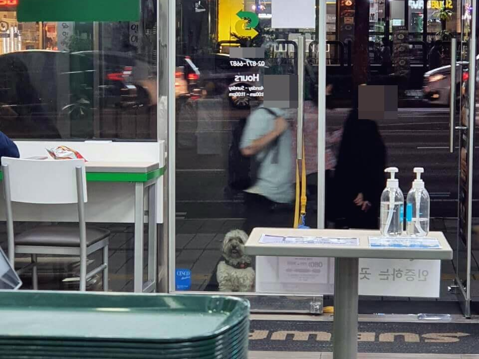 문밖에서 주인 기다리는 강아지