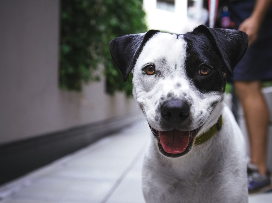 강아지 피부병 예방과 관리 방법 완벽 가이드