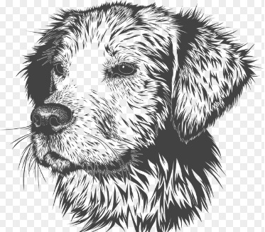 강아지 털 빠짐 현상