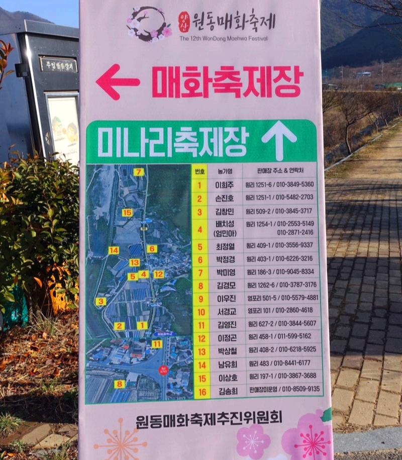 원동 미나리축제