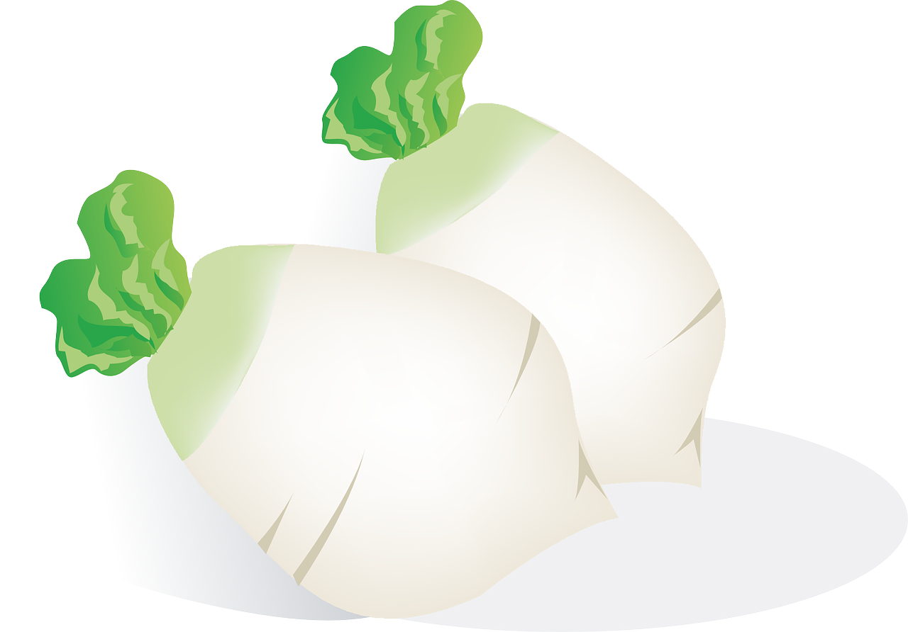 김장무 파종시기와 재배 방법