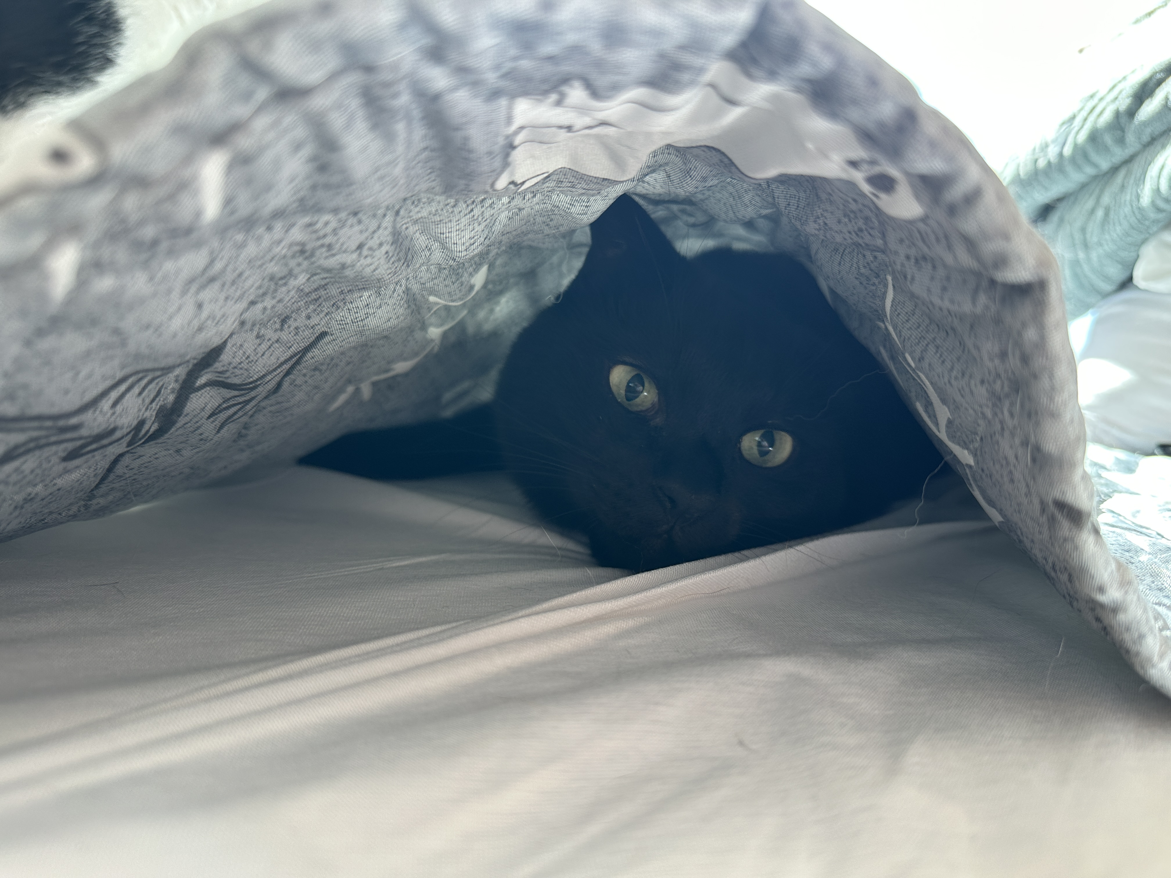 전기장판_아래에서_안나오는_건이