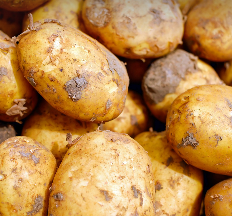 기후 변화에 강한 작물 개발 (감자 작물 사진)