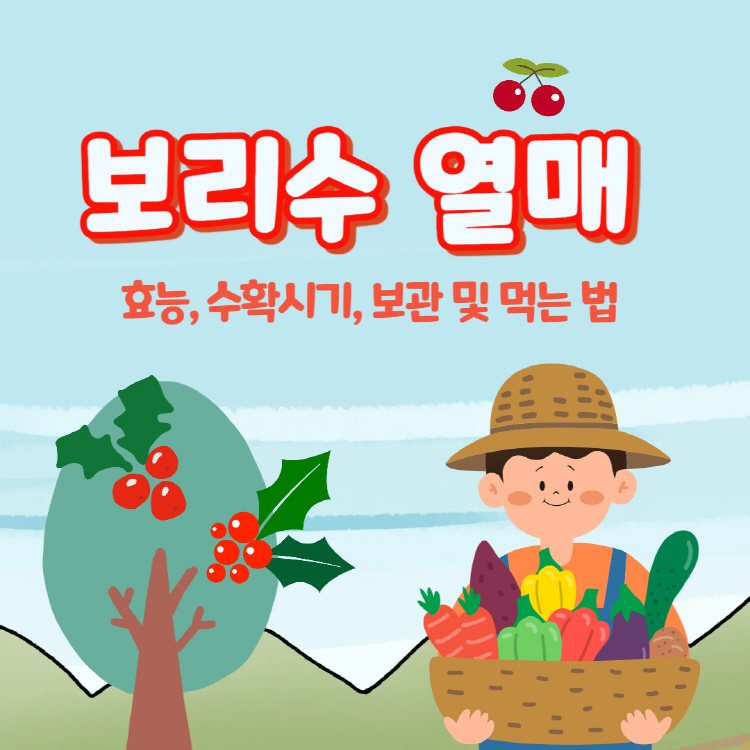 보리수 열매 효능 수확시기 보관법 먹는법 총정리(+보리수 열매 술 효소 효능 담는법)