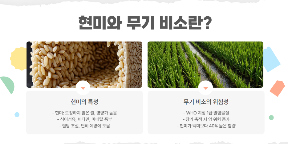 현미 개요