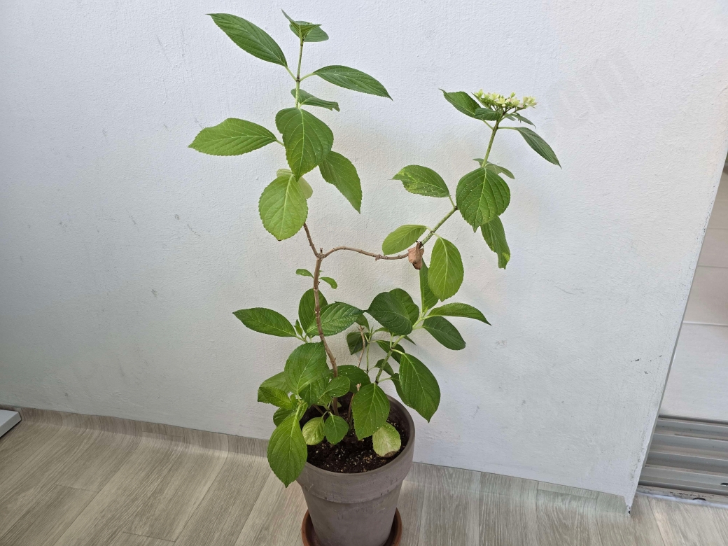 별수국 나무