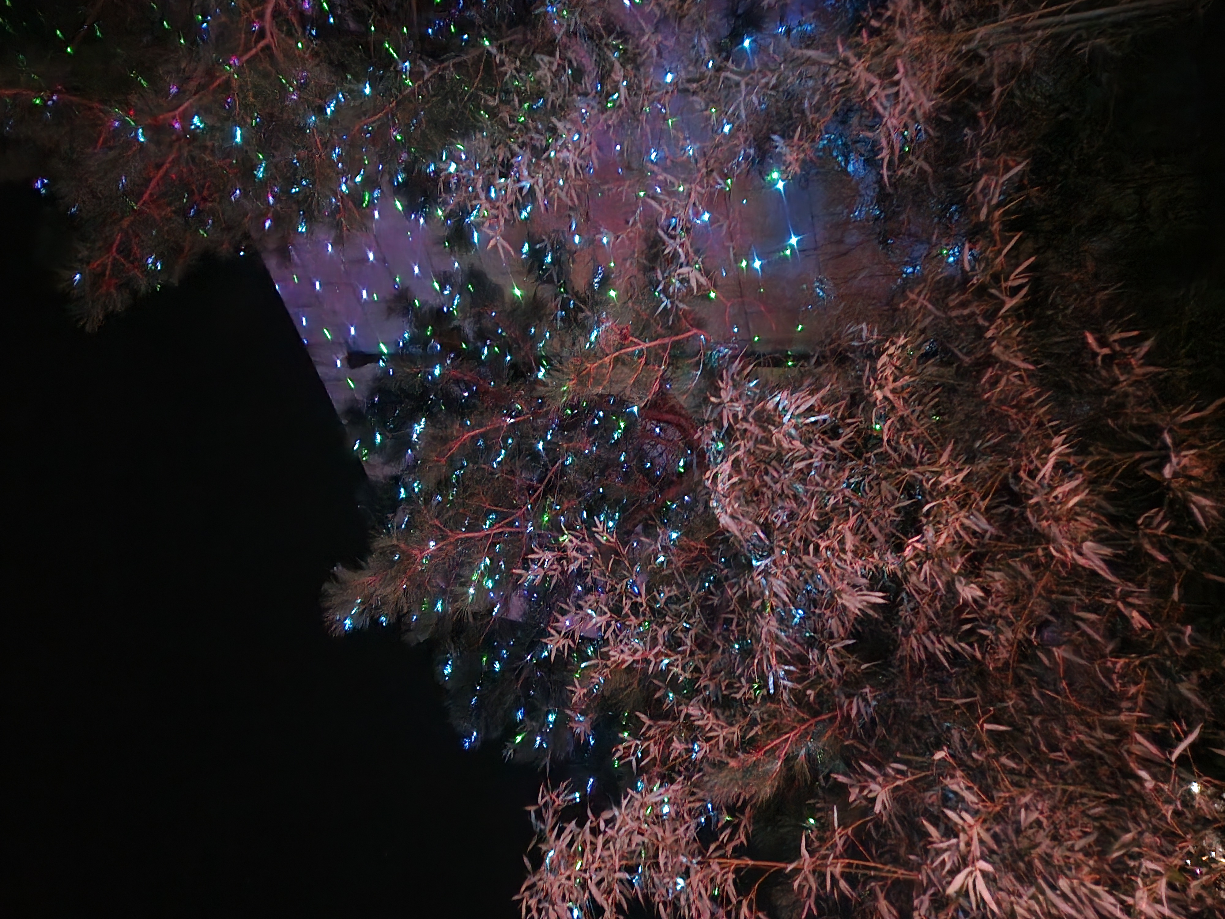 디피랑 야경 나무 사진