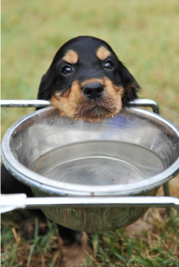 물그릇에 얼굴을 대고 있는 강아지.