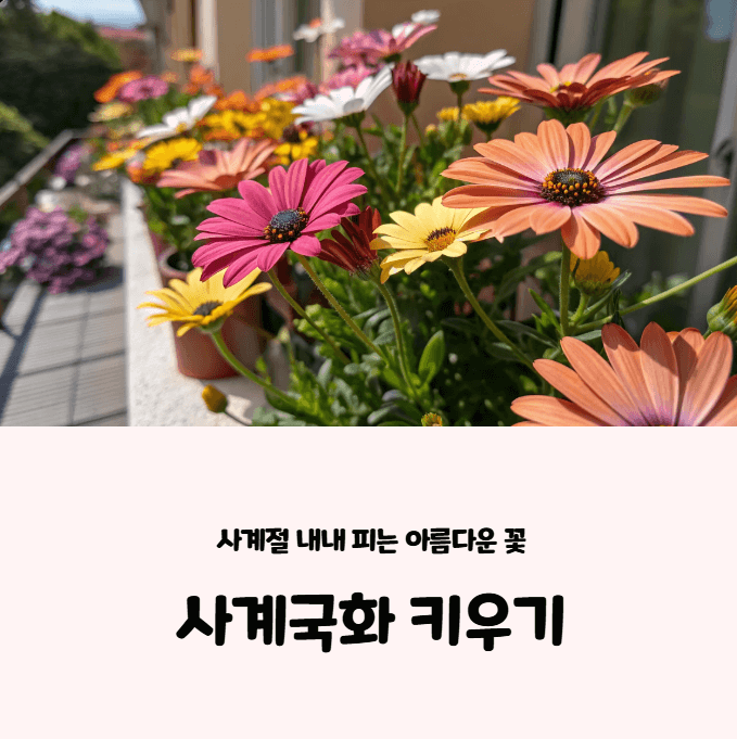 사계국화 키우기