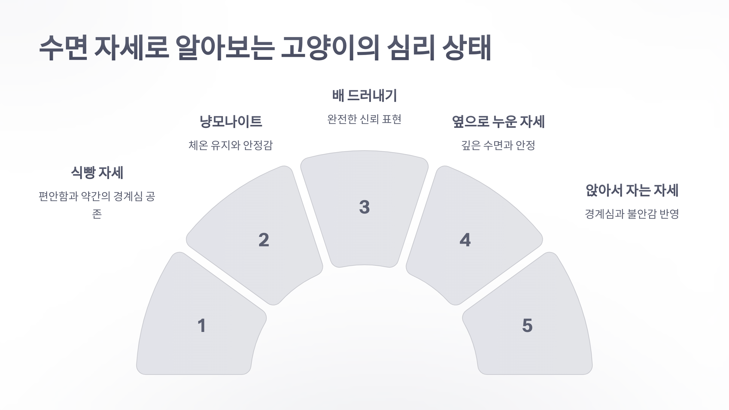 참조-고양이의-자는-자세-3