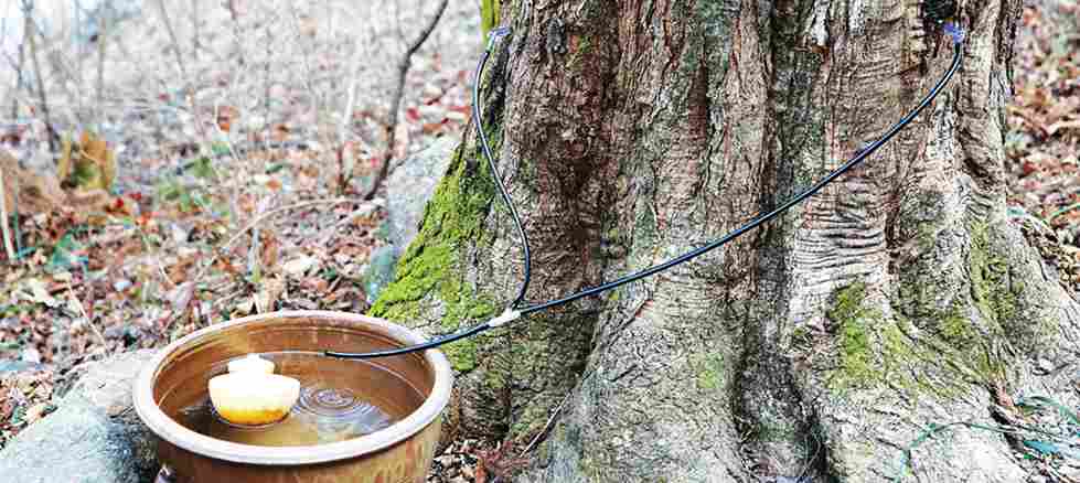 광양 매화마을 맛집, 축제 먹거리 Best 5