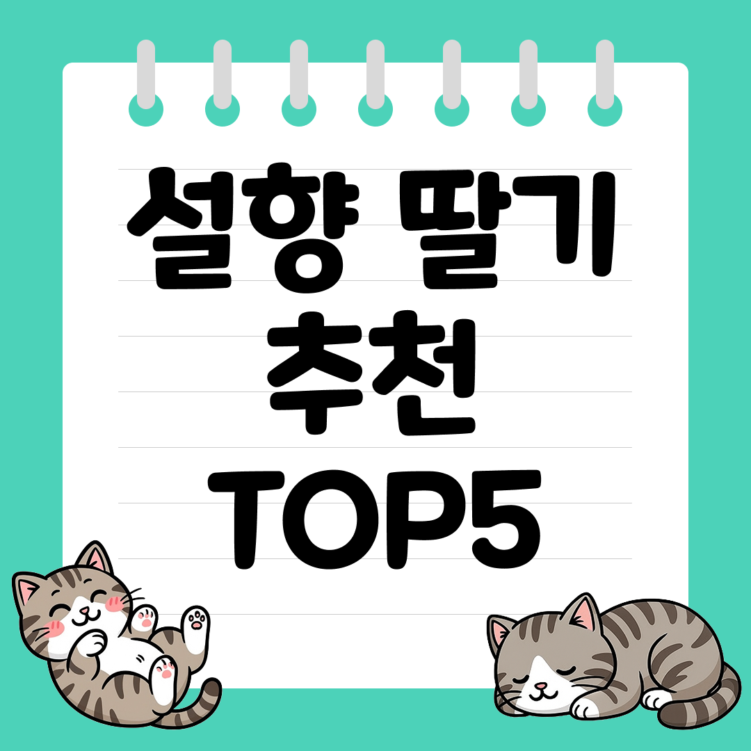 단맛 가득한 겨울에 더 맛있는 설향 딸기 추천 순위 TOP5