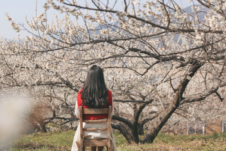 광양 매화축제