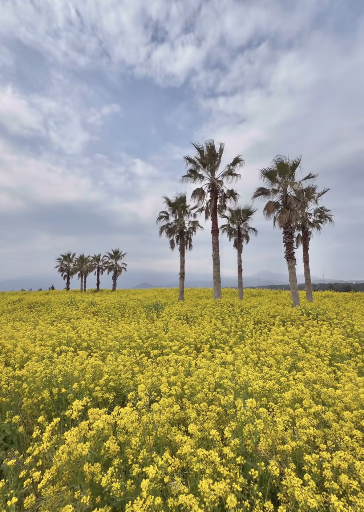 벚꽃은 짧다 지금 더 예쁜 봄꽃 명소 총정리(진달래 유채꽃 명소) 관련사진