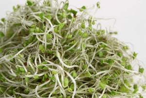 브로콜리 새싹 효능09