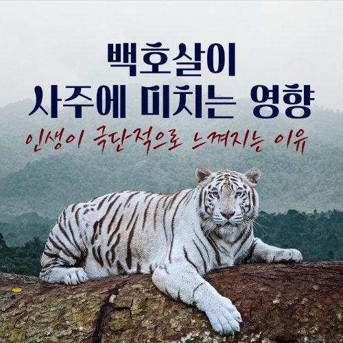 백호살이_사주에_미치는_영향