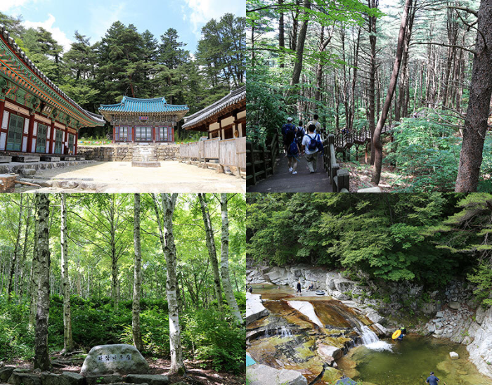 국립김천치유의 숲은 소백산맥의 명산으로 꼽히는 수도산 8부 능선에 자리 잡고 있다. 한국산림복지진흥원에서 운영하는 국내 치유의 숲 7곳 가운데 평균 고도가 가장 높다.
