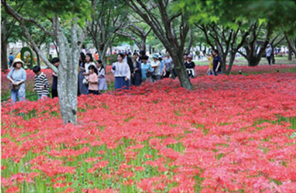 2025 영광불갑산상사화축제&amp;#44; 붉은 꽃무릇의 향연! 