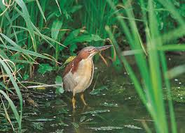 큰덤불해오라기가 특정 하천에만 남은 이유