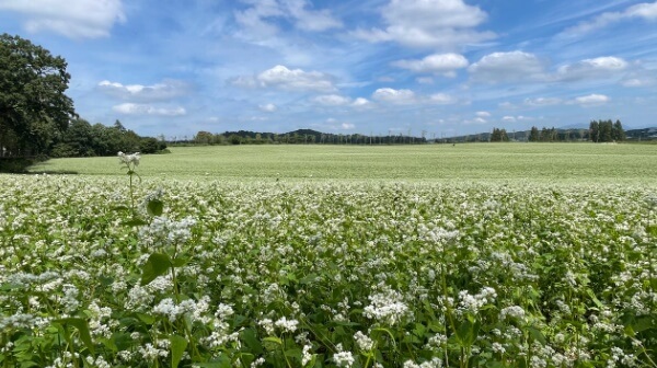 메밀꽃밭-학원농장