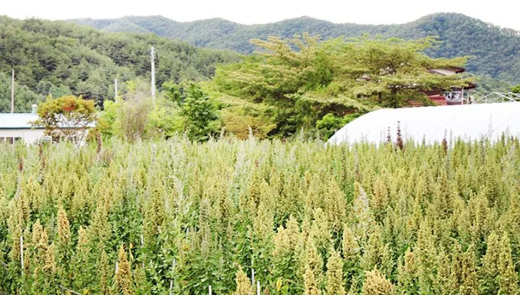 퀴노아 재배 배수성 좋은 흙 고온 건조 적응 수확_1