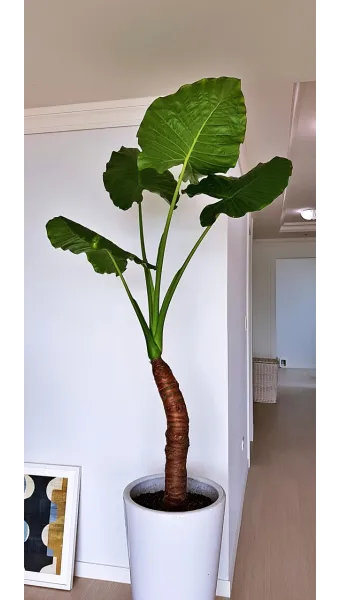 알로카시아 키우기 물주기 햇빛온도 관리 잎 크게 키우는 법_4