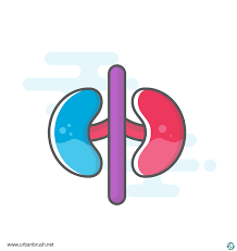 콩팥이 안 좋으면 나타나는 증상