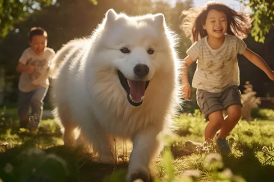 사모예드/출처:어도비스톡