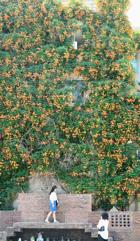 능소화 뜻 개화시기 꽃말 묘목 키우기 독 한자 명소 뚝섬 대구 능소화폭포 포토존 추천5