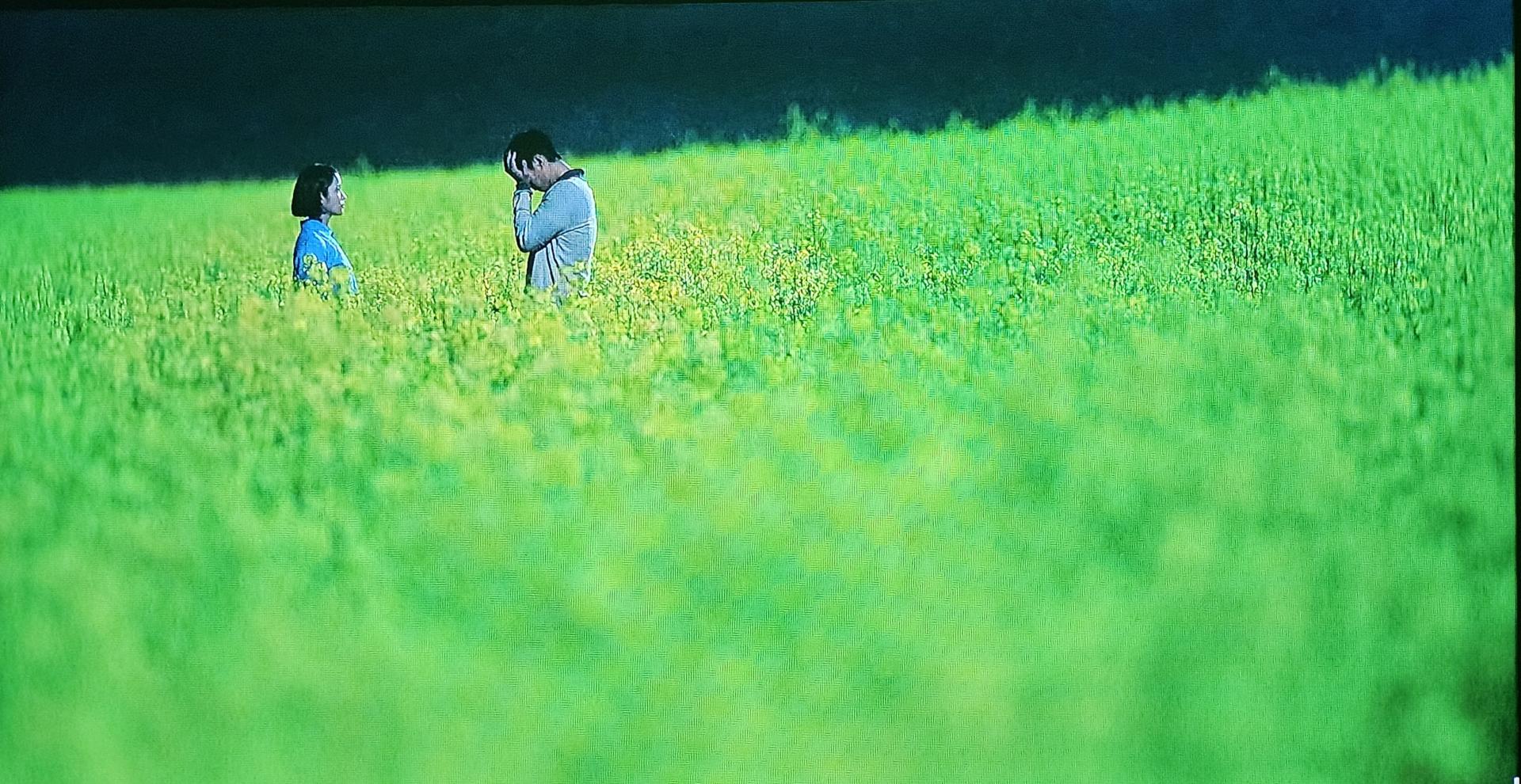 [4월~5월 축제]2025 고창 청보리밭 축제❘ 폭싹 속았수다 유채꽃밭, 연인 유채꽃밭, 도깨비 메밀꽃밭 촬영지, 일정, 기간, 주차(4/5일 방문 후기)